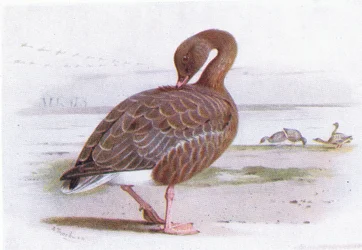 Pink Footed Goose